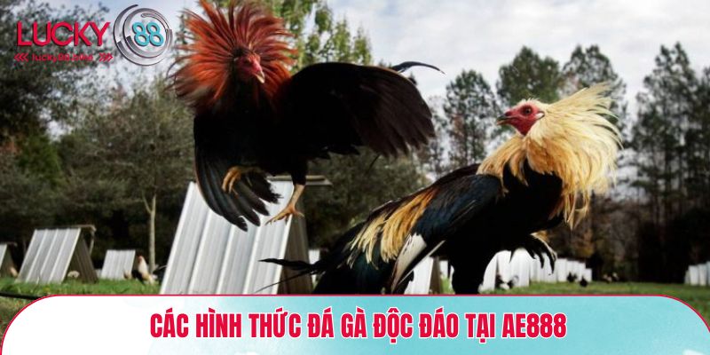 các hình thức đá gà độc đáo tại ae888